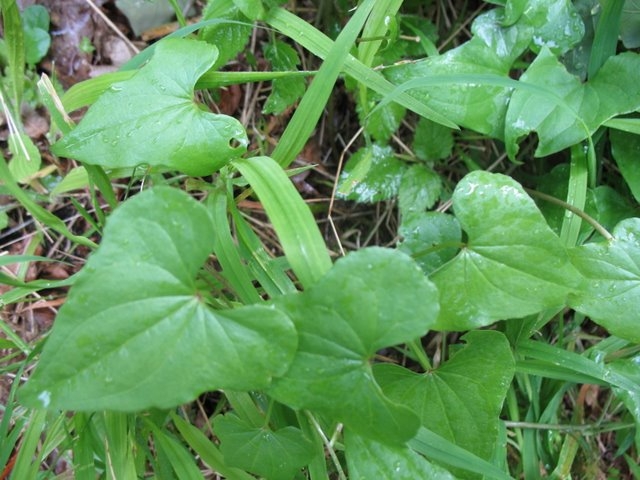 Tamier Herbe aux femmes battues
